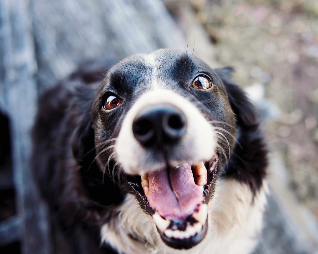 What A Rescued Dog Taught Me About Dignity and Respect