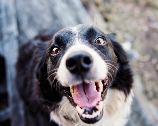 What A Rescued Dog Taught Me About Dignity and Respect